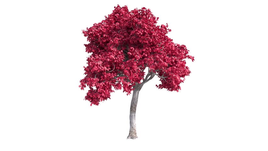 Growing tree on white background (with alpha matte, cg animation).3d animation red leaf tree growth.Acer tree grows from small to large. Royalty-Free Stock Footage #1066115926
