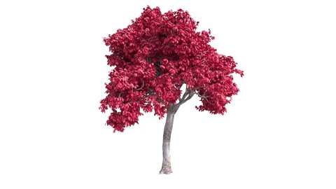 Growing tree on white background (with alpha matte, cg animation).3d animation red leaf tree growth.Acer tree grows from small to large.
