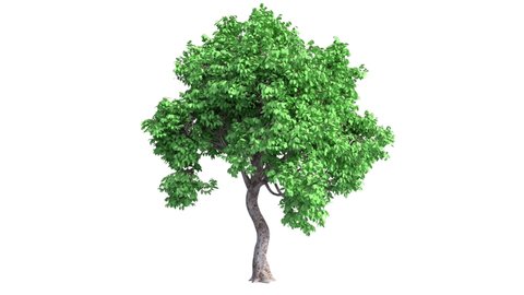 Growing tree on white background (with alpha matte, cg animation).3d animation green leaf tree growth.Acer tree grows from small to large.