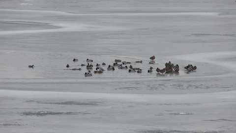 Ducks swim in a small ice-hole in the pond. Ducks swim on the lake in winter, a flock of ducks prepares to fly to warm countries, wild ducks spend the winter on a warm pond.
