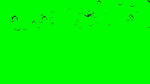 Bats Flying on Green Screen
