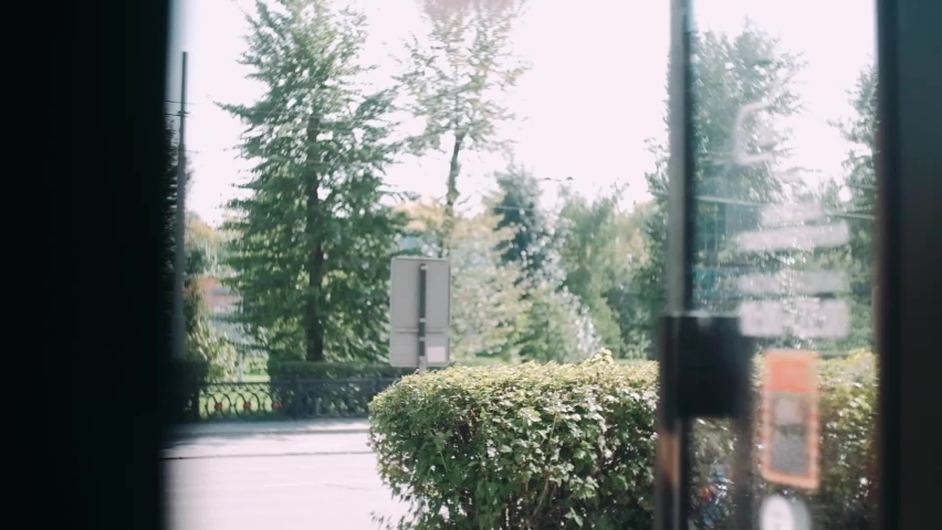 tree leaves on a clear summer day at sunset	
