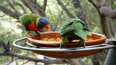 Eclectus Parrot on bird feeder in forest in Loro Park, Tenerife, Canary Island,