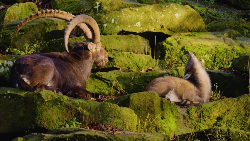 A group of alpine ibex, capricorn resting on rocks in autumn	
