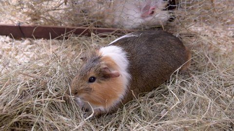 Guinea pig eating hay and walking.