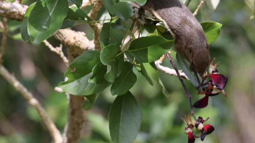 This is squirell on the tree.