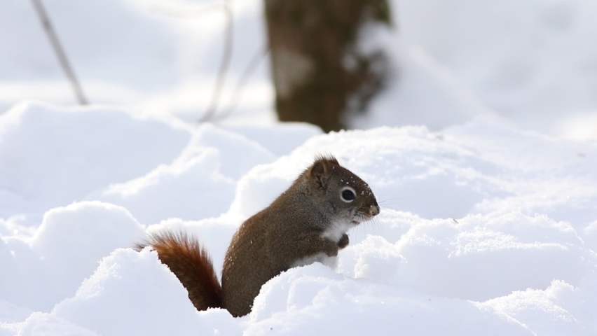 a squirrel is looking for food in the snow Royalty-Free Stock Footage #1066137043
