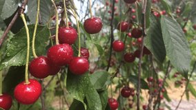 Cherry, ripe cherries on a tree branch, green leaves of a cherry tree