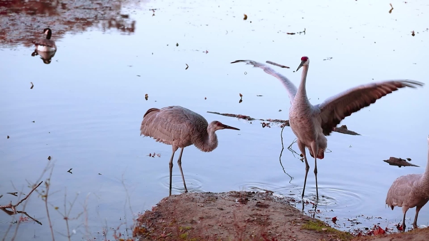 Three Sandhill crane birds playing at the lake shore