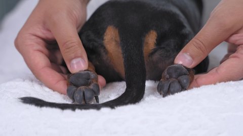 Funny small dachshund puppy undergoes procedure of professional paws massage on couch in cosmetology dog salon extreme closeup
