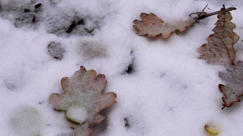top view of various fallen yellow leaves on lawn covered with the first snow