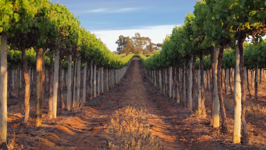 Kangaroos Jumping in a vineyard at sunrise. Then Stop to look back at the camera. | Shutterstock HD Video #1066139800