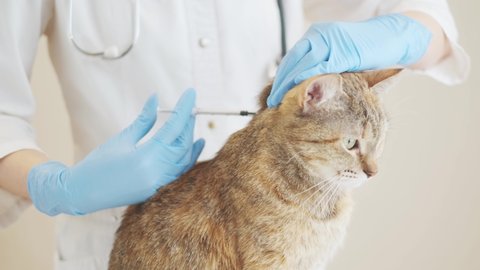 Veterinarian doctor giving the vaccine to the ginger domestic cat. 