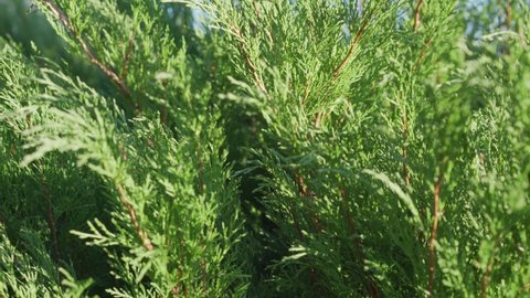 Green cypress bush blowing with light wind in hedgerow fence close view