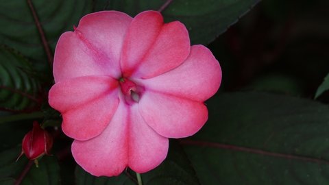Pink Flower Sunpatiens Impatiens  Video(Impatiens Hybrida) 4k