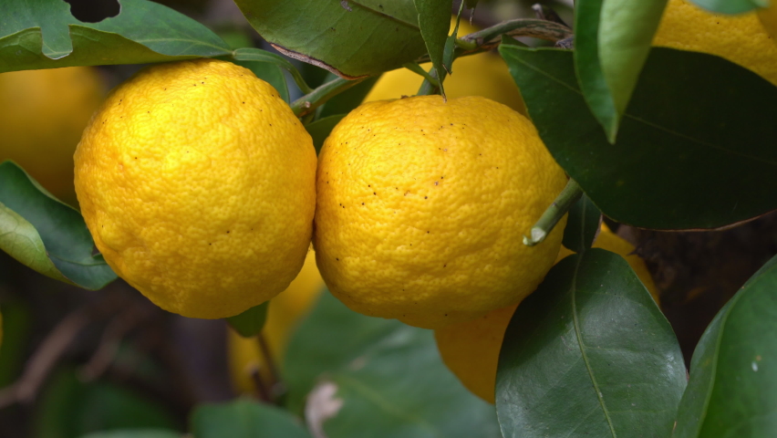 Fruit of Japanese citron - Citrus junos - in Fukuoka city, JAPAN.  Royalty-Free Stock Footage #1066145950
