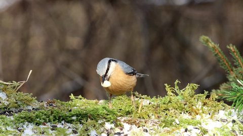 Eurasian nuthatch (Sitta europaea) gets nuts from the feeding station