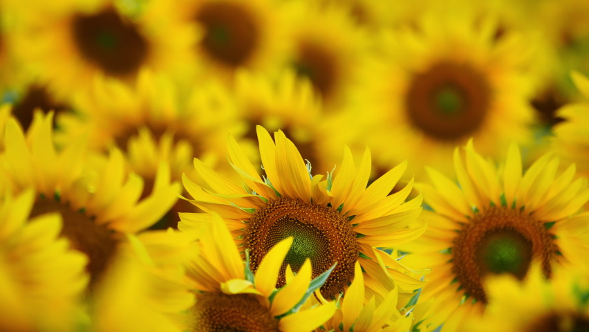 Close up of Sunflower field Slow motion swaying in the wind in the the evening sun, Winter Lopburi, Thailand. Selective focus 