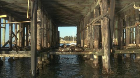 Sea lions fight under boardwalk falls into water jumps day
