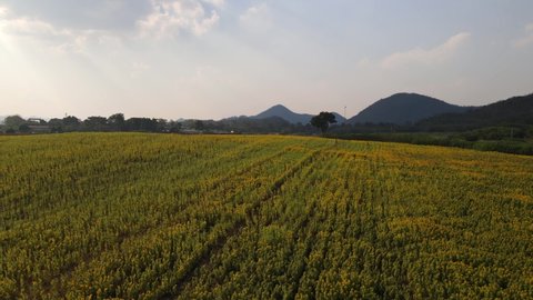 Sunflower Field in the afternoon, Khao Yai, Nakhon Ratchasima, Thailand; aerial ascending 4K footage of a Sunflower field during sunset revealing farmlands and scenic landscape in the horizon.