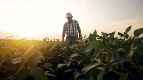 Senior farmer walking in soybean field examining crop during sunset.	