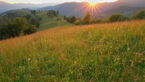 Camera moves through a summer green meadow in the mountains with many colorful flowers. Sun sets behind the mountain, forming beautiful rays and illuminating landscape. Great place to relax from the