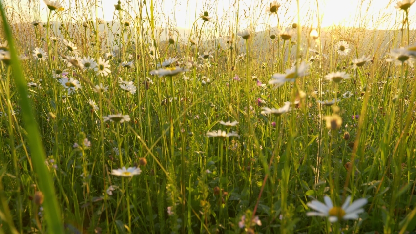 Green meadow in the mountains with flowers and summer grasses. Setting sun illuminates the green hills with trees. Chamomile and other wildflowers at sunset. Camera goes up, gimbal shot. UHD 4K Royalty-Free Stock Footage #1066161850