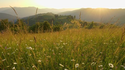 Green meadow in the mountains with flowers and summer grasses. Setting sun illuminates the green hills with trees. Chamomile and other wildflowers at sunset. Camera goes up, gimbal shot. UHD 4K