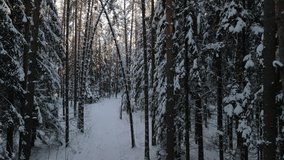 Drone video, Winter landscape, view of snowy land and snowy forest on a sunny day