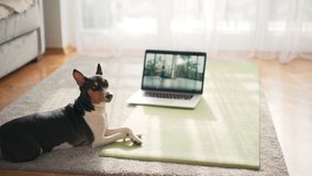 A cute Basenji dog lies on a yoga mat in the living room and invites you to exercise. The instructor demonstrates the exercises on a laptop in the background.