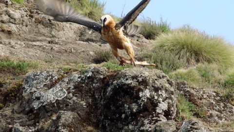 Bearded vulture flying off with bone in claws, Ethiopia