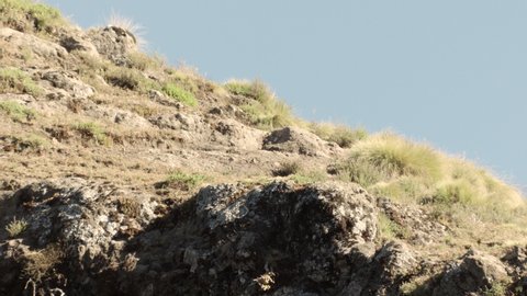 Bearded vulture landing on cliff, Ethiopia