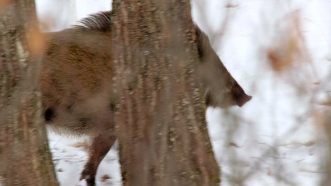 MS TS Wild boar (Sus scrofa) walking in snow covered forest, Sikhote Alin, Primorye Province, Russia
