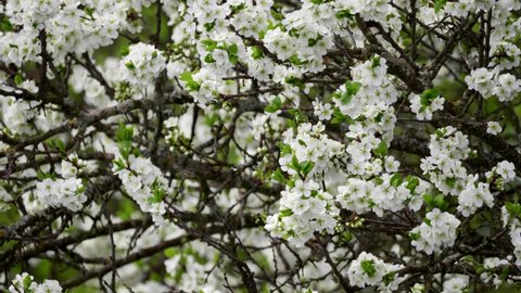 Blooming cherry, plum trees. Blooming apple tree. White flowers in spring. Beautiful Spring screensaver. Bees and insects fly pollinate trees and white flowers. Fresh greens and white flowers on tree.
