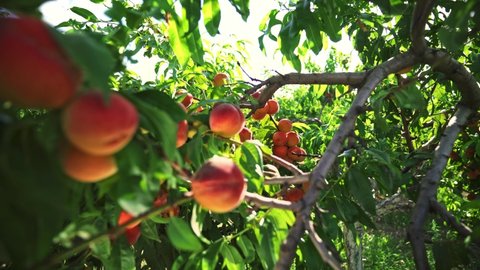 Peach hanging on a branch in orchard. Fruit picking season. Big juicy peaches on the tree. Fabulous orchard. Magical sunlight. Fruits ripen in the sun. Peach fruit. Sunlight. Healthy food. Organic