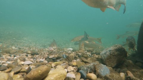 Underwater footage of Barbel (Barbus barbus) and Chub (Leuciscus cephalus) swimming close up in the nature river habitat. Fish in the clean little creek. Wildlife animal. Nice light