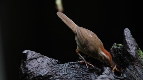 Puff throated babbler or spotted babbler bird eating worm on timber.