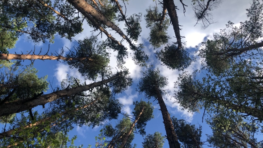 Very high pine-trees shaking against blue sky. Low angle view