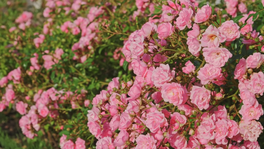 Arch of Pale Pink Climbing Roses, Rosa in a Garden Royalty-Free Stock Footage #1066182895