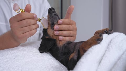 Professional cosmetologist with rose quartz derma roller gives toning and rejuvenating facial massage to obedient dachshund dog. Wellness and spa weekend.