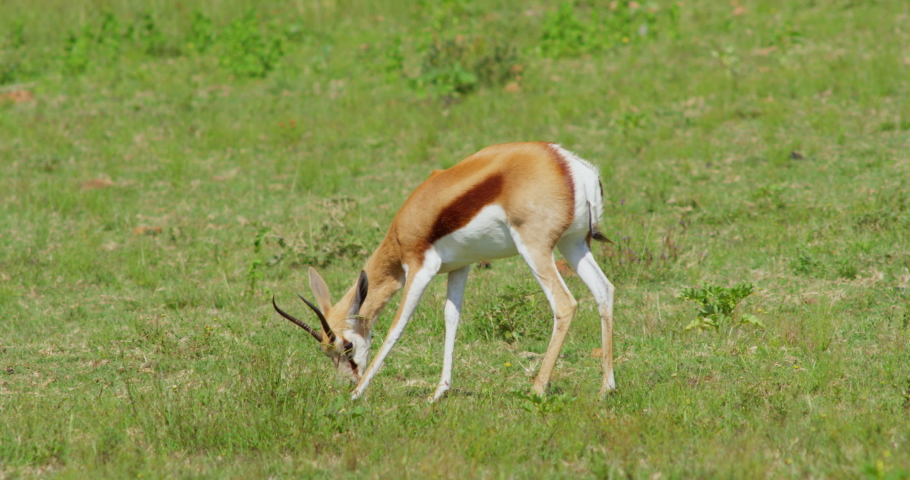 Dorcas Gazelle Grazing and Walking on Grass