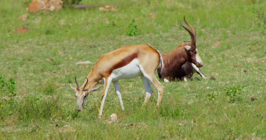 African Wildlife Bontebok Antelope and Dorcas Gazelle Feeding on Grass