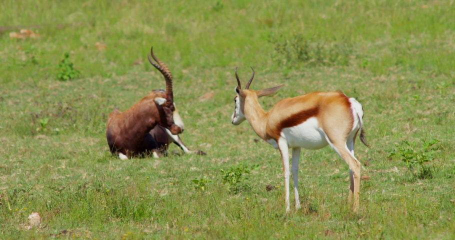 African Wildlife Bontebok Antelope and Dorcas Gazelle