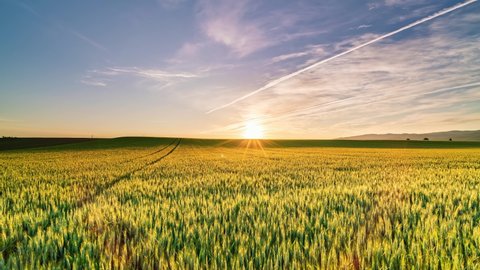 Time-lapse of cyan wheat field at sunrise, panorama, several clouds in the sky and farmland