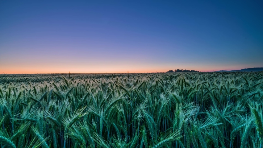 Time-lapse of wheat field at sunrise, golden sunlight shining on wheat with awns Royalty-Free Stock Footage #1066185739