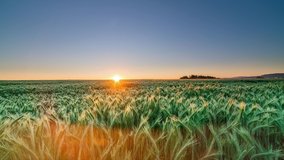 Time-lapse of wheat field at sunrise, golden sunlight shining on wheat with awns - Powered by Shutterstock - Get 15% off with code: PIKWIZARD15