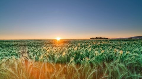 Time-lapse of wheat field at sunrise, golden sunlight shining on wheat with awns
