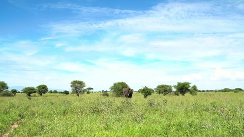 Lonely young elephant in savanna green grass with beautiful blue sky on the background. Tarangire National Park, Tanzania. Animals in the wild concept slow motion video.