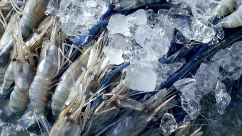 Closeup of Fresh Blue Shrimp Prawns for Cooking Lying on Ice on Display for Sale in Supermarket. Giant Freshwater River Prawn in Seafood Restaurant