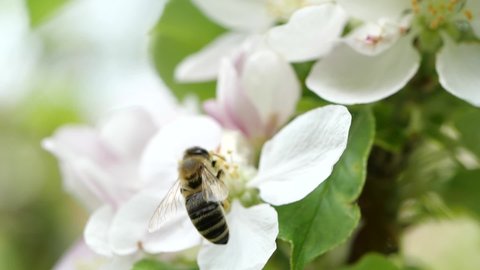 
Bee in front of white flower in Austria